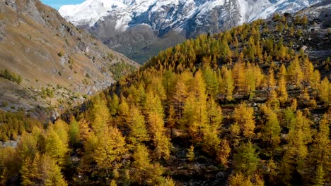 aerial view of a forest with yellow larches in the valais region of swiss alp at the peak of golden autumn with a pan up view towards nadelhorn, dom and taschhorn mountain peaks in the background