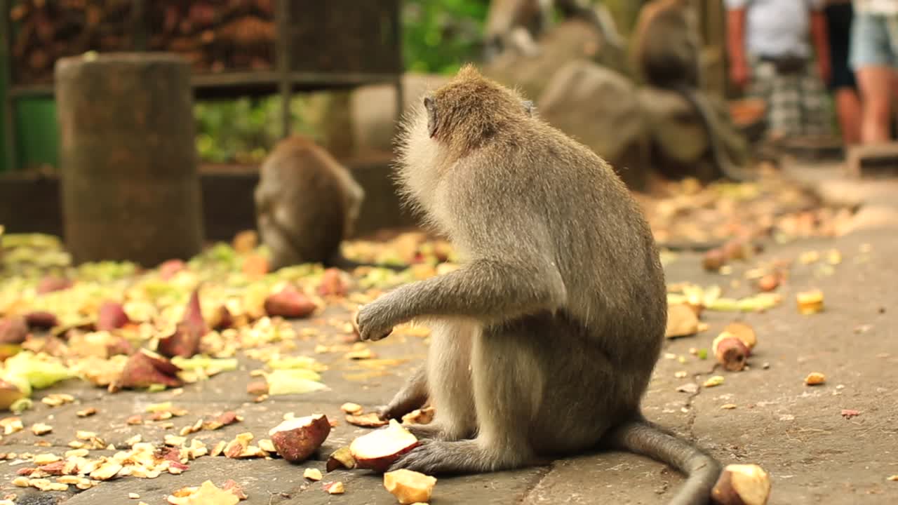 mono balinés en el bosque de los monos ubud comiendo comida, cosas que hacer en vacaciones