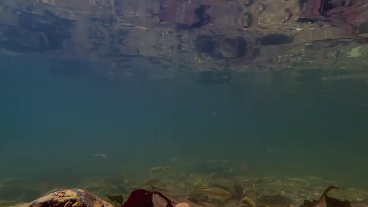 A mesmerizing underwater timelapse captures the serene, clear waters of Banff National Park, showcasing aquatic life and shifting light patterns in the pristine Canadian Rockies environment.