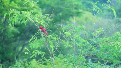 Cardenal-Rojo-Rama-De-Pájaro-Del-Norte-En-La-Selva-Tropical-árbol-De-Hojas-Verdes-México