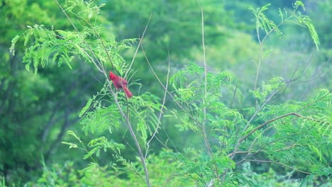 red cardinal northern bird branch on tropical jungle green leaves tree mexico