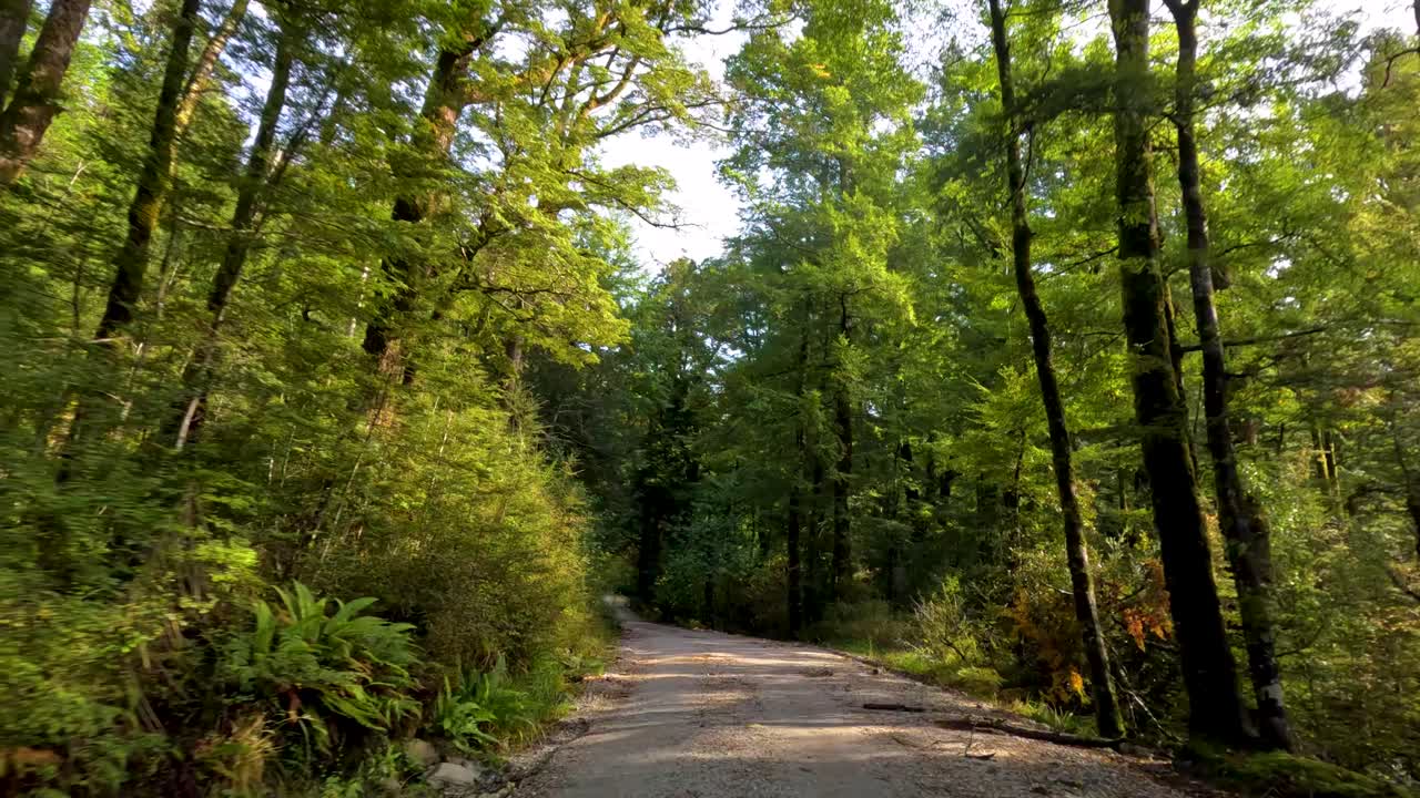 Un vehículo circula por una carretera forestal de grava, rodeado de una densa vegetación, luz solar moteada y tranquilidad natural