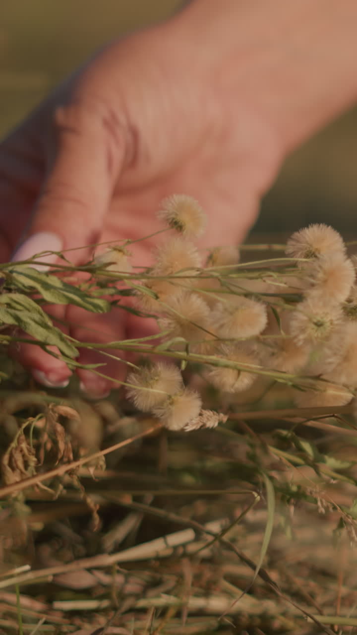 cerca de la mano dejando caer suavemente las flores silvestres de nuevo en el campo de hierba, con enfoque en el movimiento delicado y las texturas naturales de la hierba seca y las flores salvajes bajo la cálida luz del sol