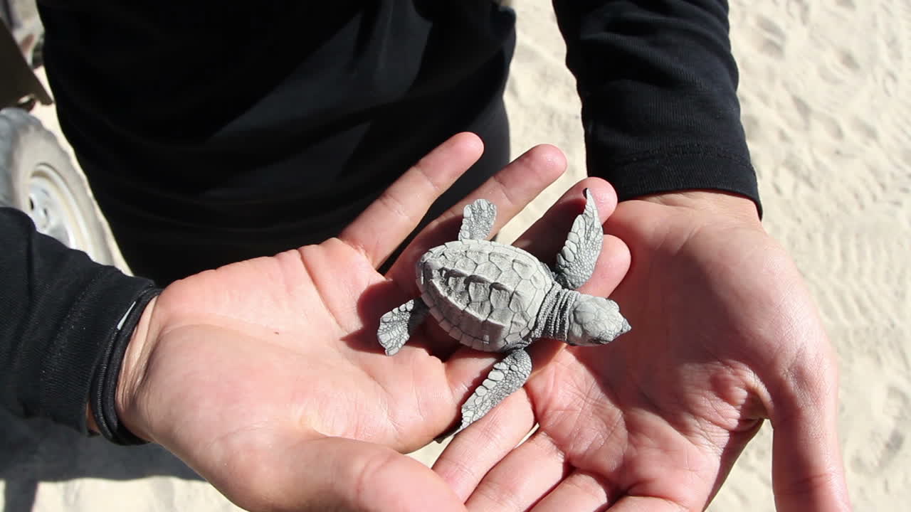 Baby Turtle