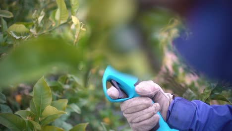 Farmer-pruning-trees-with-electric-pruning-shears-branch-cutter-automatic-with-battery-to-easyprune-branches-of-trees