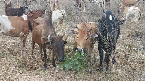 Búfalos-Comiendo-Hojas-En-Un-Campo-En-El-Norte-De-Tailandia