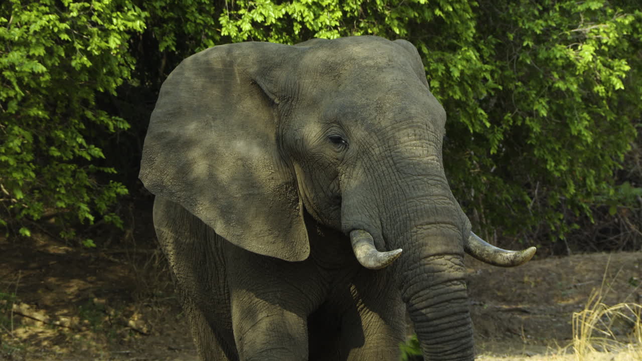 Portrait of a powerful bull elephant chewing on a branch with fig leaves. The elephant looks directly into camera, then drops the branch. Shot in Southern Africa during dry season.