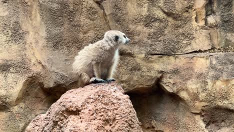 Curious-Meerkat-sitting-atop-rock-in-Lincoln-Park-Zoo,-Chicago