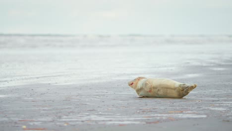 bebé foca del puerto con mandíbula sangrienta después de comer tendido en la playa de arena gris