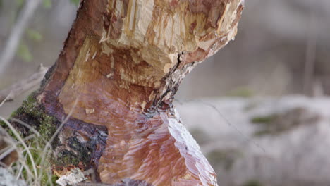 close up tilt down - swedish birch tree chewed up by a eurasian beaver