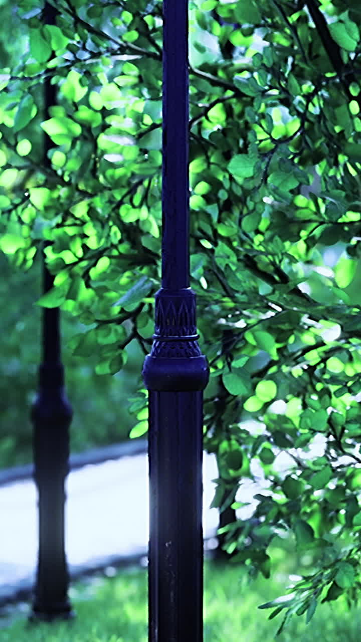 Sunlight shines through greenery on a peaceful park pathway