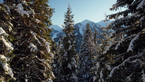 flying through the towering pine trees with snow in the forest during winter at sunrise in austria