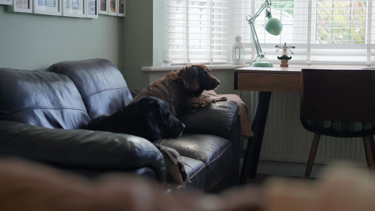 Dogs Relaxing in Living Room