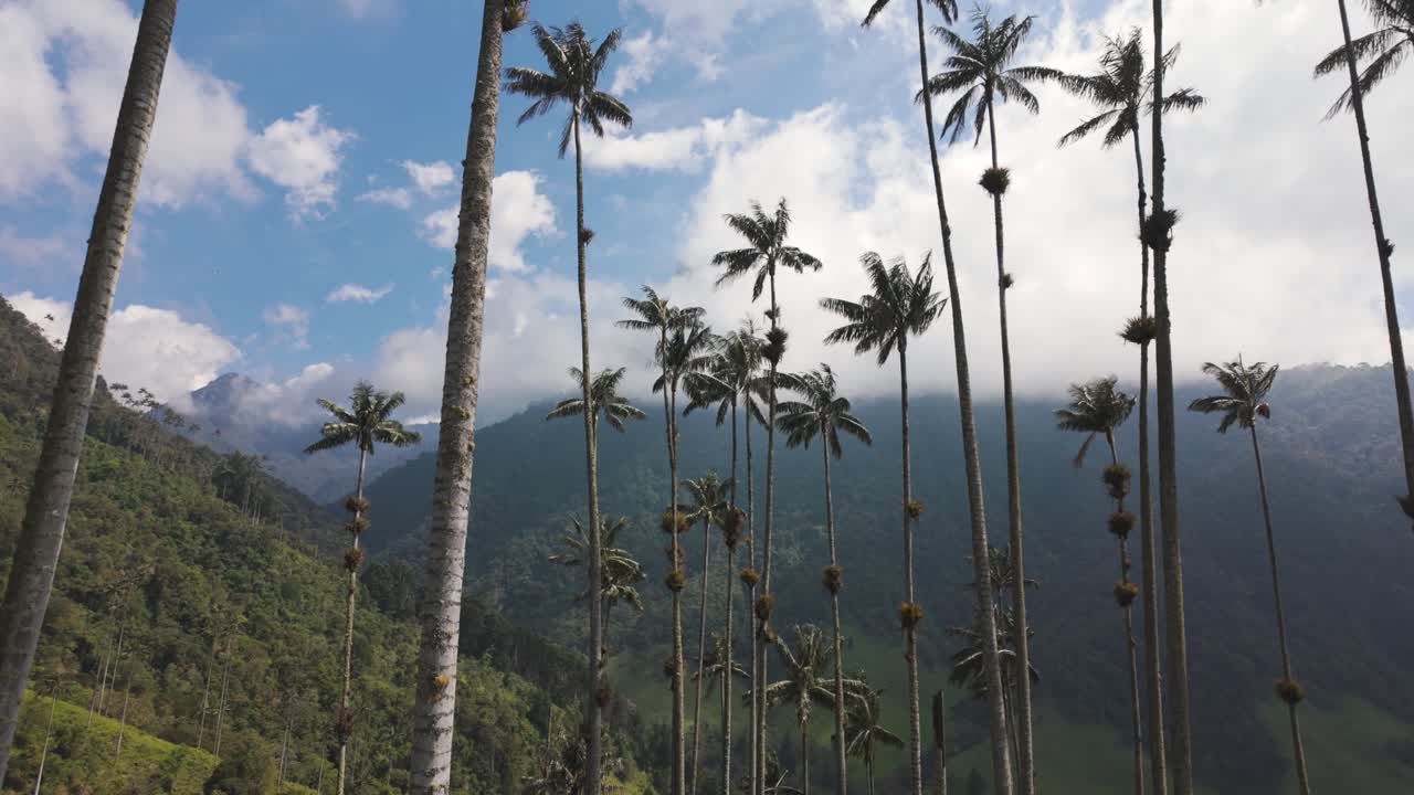 inclinarse a lo largo de altas palmeras que alcanzan el cielo azul con nubes desde el lado de la colina, valle de cocora