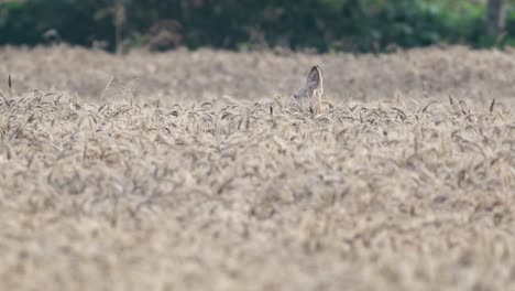 wild roe deer hiding in a grain field
