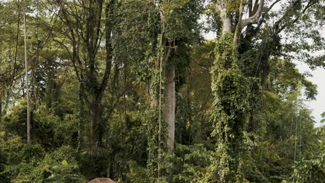 Group-Of-Great-Green-Macaw-Birds-Flying-Then-Landed-On-Trees---low-angle-shot