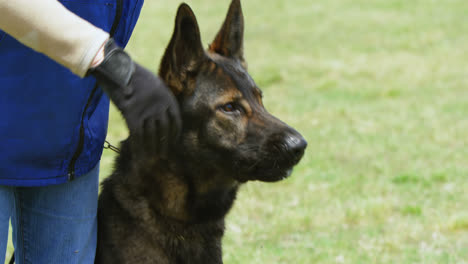 perro pastor con su dueño en el campo 4k