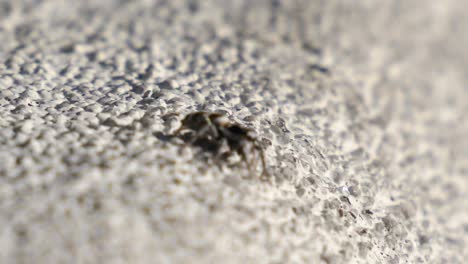 macro shot of a very small spider looking cute into the camera