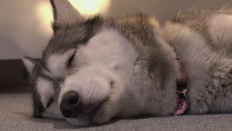 closeup: husky dog falls asleep when warmed by sunshine from window