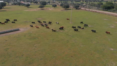 Holm-Oak-and-bulls-on-a-farm,-drone-shoots