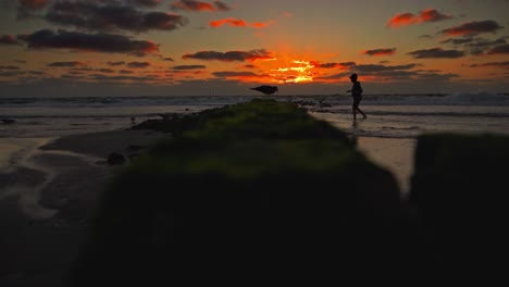 a little boy is walking gently towards a sitting seagull on the beach at the sunset and it seems like he is feeding the bird
