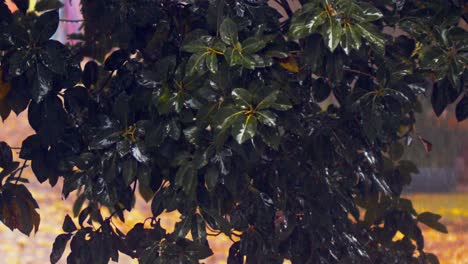 slow motion close up footage of thick raindrops falling from the leaves of a large green bush during a rainstorm