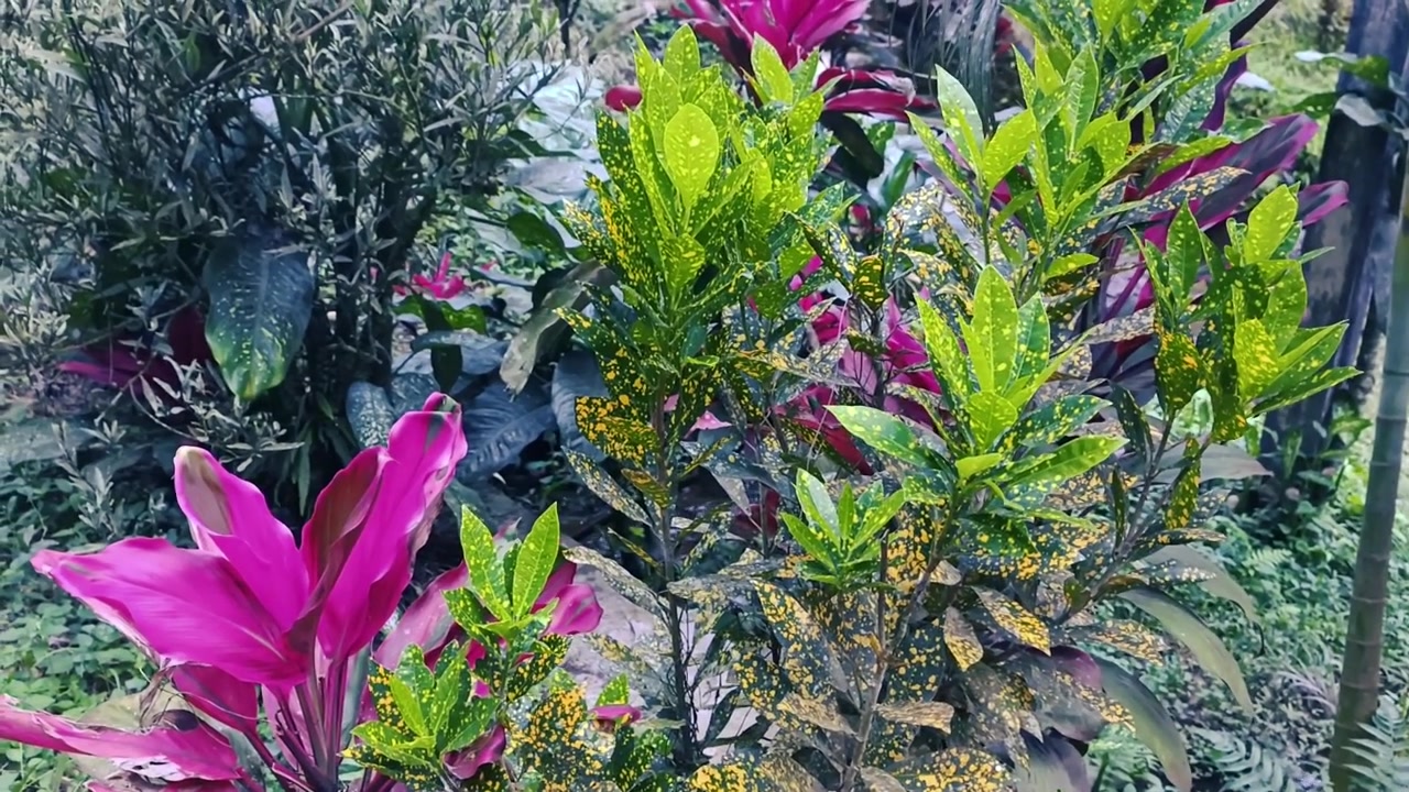 Vibrant Tropical Garden Plants with Colorful Foliage
