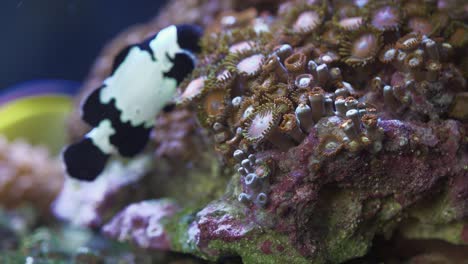 clownfish is playing with zoanthid soft coral in saltwater aquarium