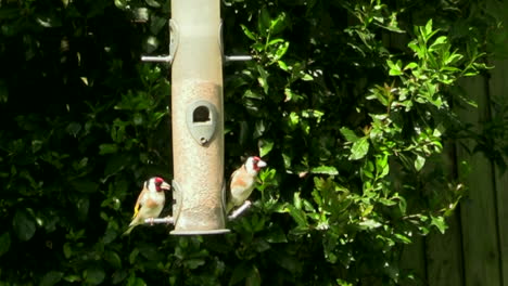 Un-Par-De-Jilgueros-Comiendo-Semillas-En-El-Comedero-Para-Pájaros