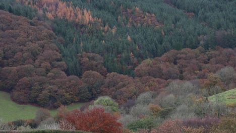 Deciduous-woodland-and-plantation