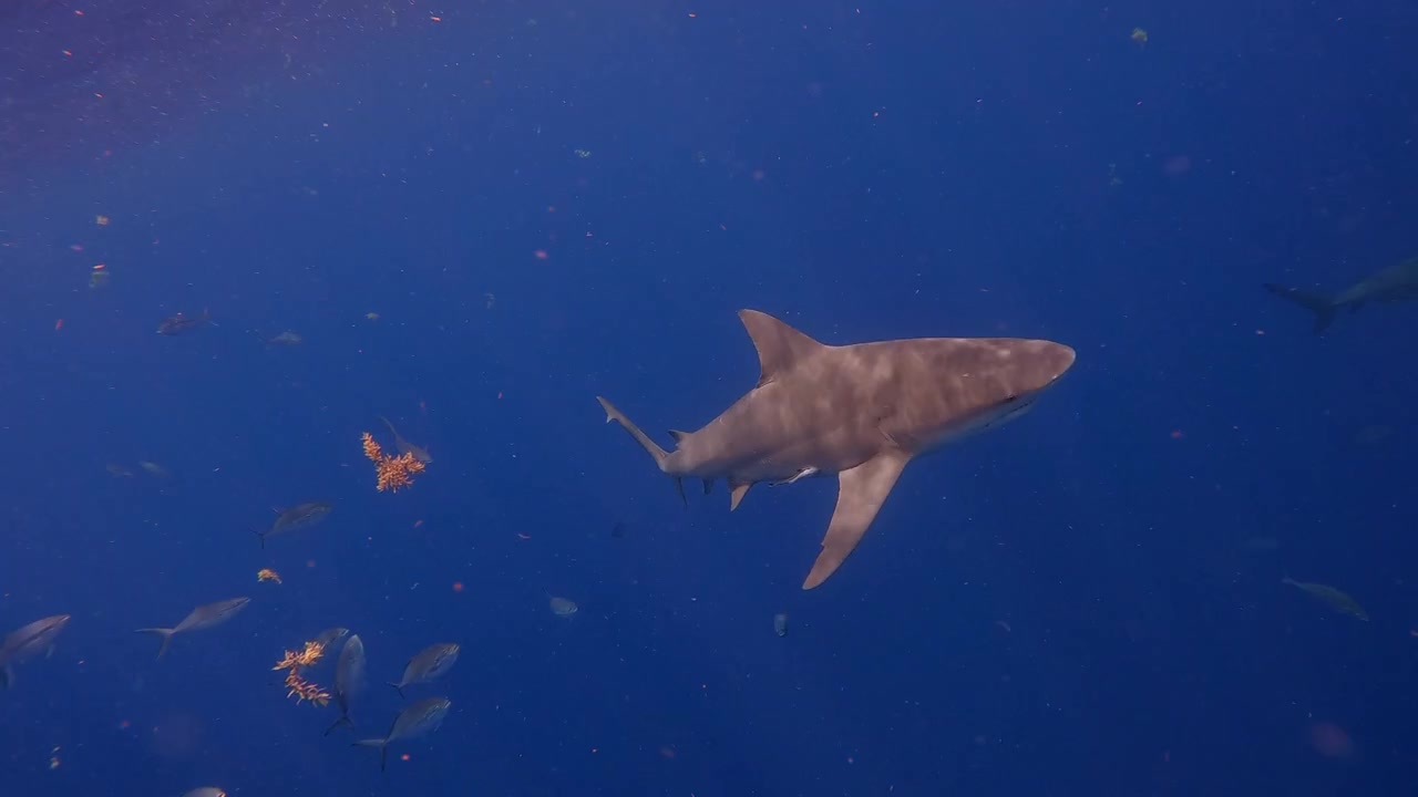 Beautiful bull shark swimming just below the ocean waves on a bright sunny day