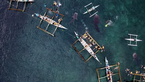 菲律賓波霍爾 (bohol) 觀光船附近,四隻白在水晶般乾淨的海中游泳的全空中拍攝