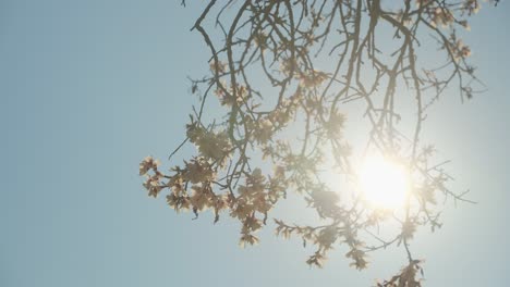 Cinematic-sun-flare-through-blooming-flowers-in-spring