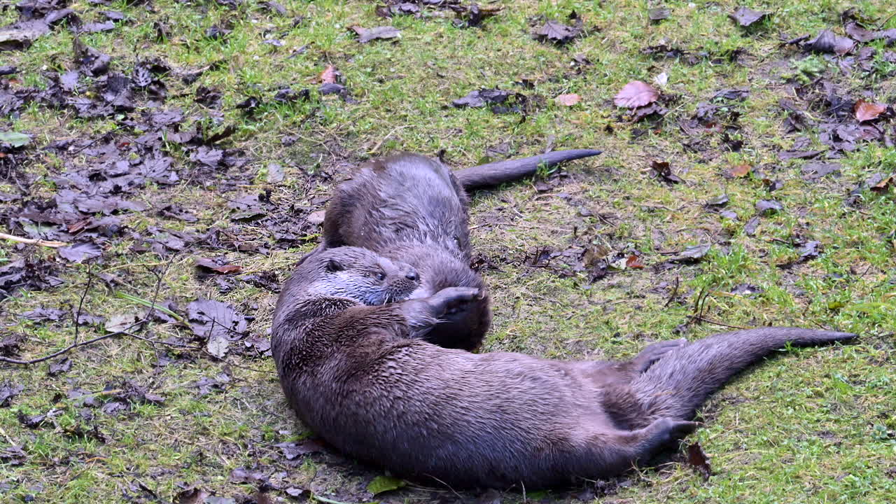 Eurasian otter (Lutra lutra) male and female playing together in courtship on grass, slowmotion