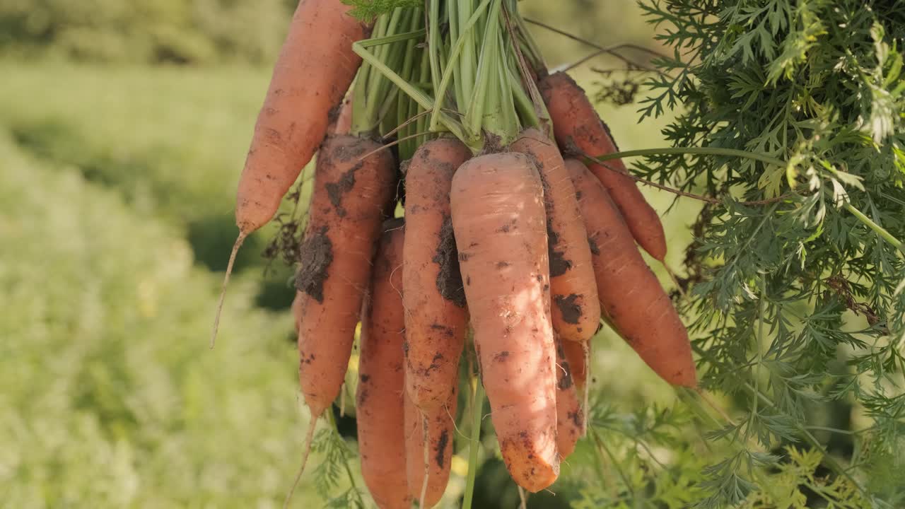 Petani memegang wortel yang baru dipetik. Konsep panen. Agribisnis.