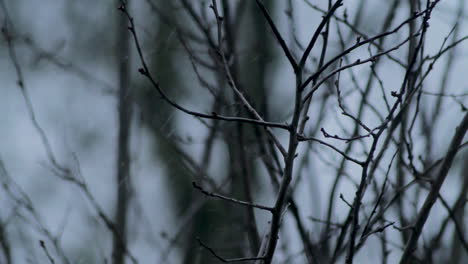 primer plano: rama de árbol durante la tormenta de nieve