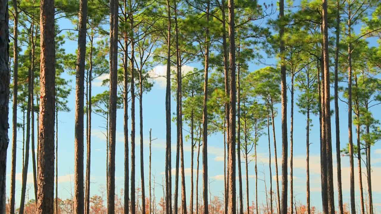 A tranquil landscape of tall trees in the Okefenokee Swamp, captured during golden hour. The sunlight casts a warm glow, creating serene, natural beauty with no people in sight