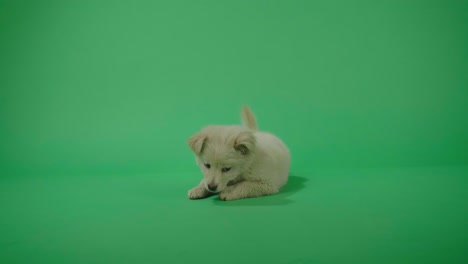full view of a white dog laying down in the green screen studio