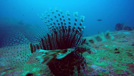 El-Pez-León-Nada-Sobre-El-Arrecife-De-Coral-De-Roca