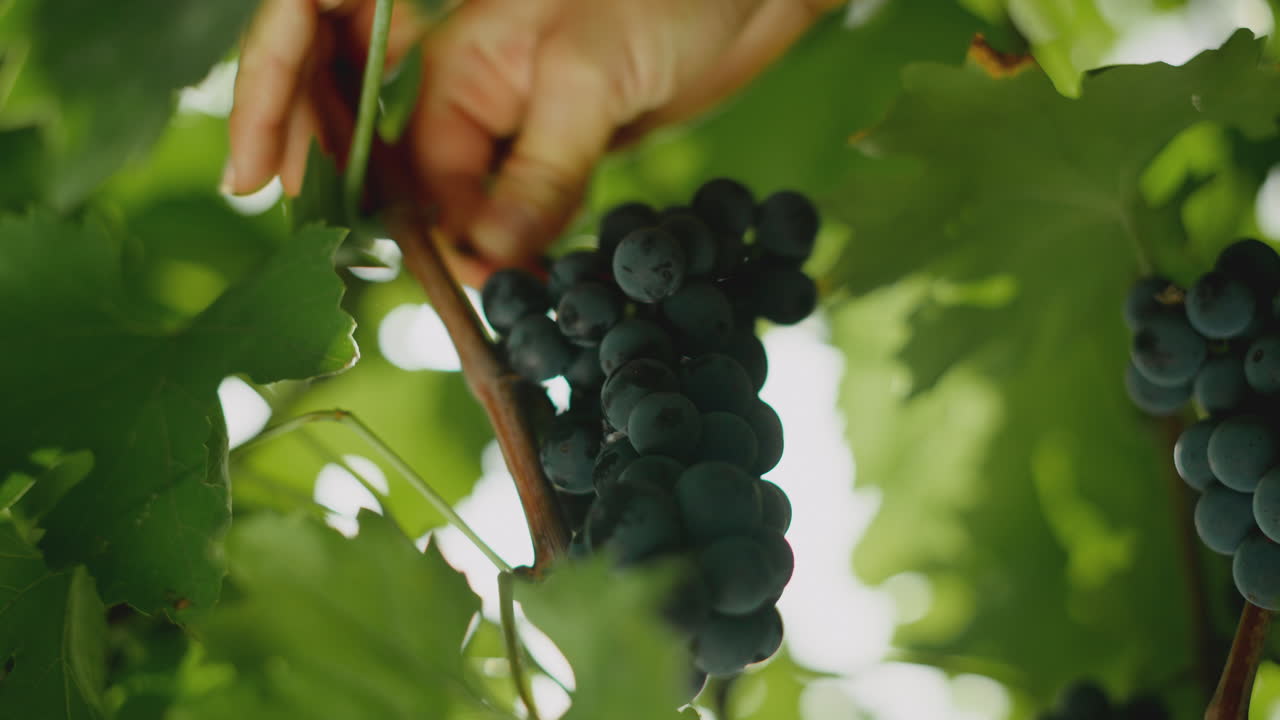 урожай винограда