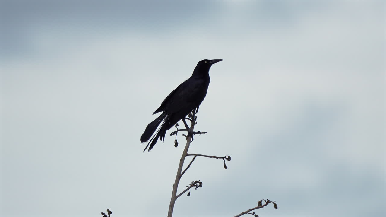 Great-tailed Grackle perched on tree branch in Panama
