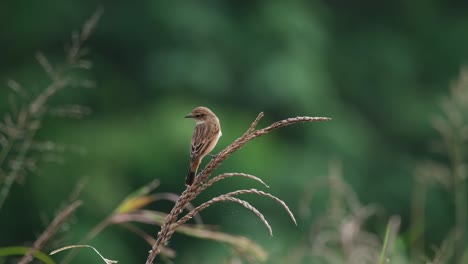 wagging tis tail looking to the left as seen from its back while perch on a plant at a grass land, amur stonechat or stejneger's stonechat saxicola stejnegeri, thailand