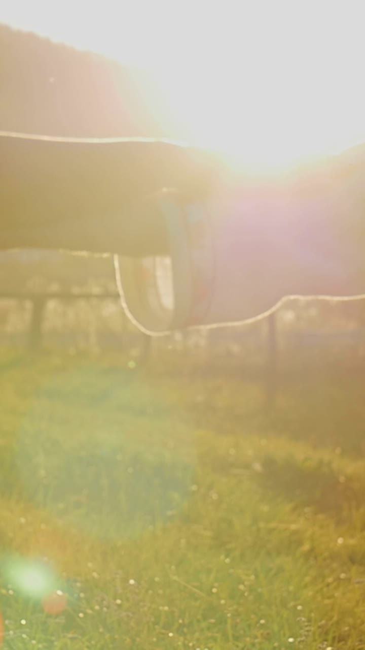 Hands Holding in the Sunlight