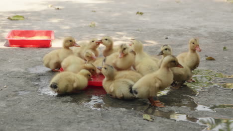 grupo de patitos amarillos bebiendo agua