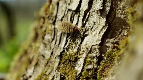 caterpillar on tree trunk