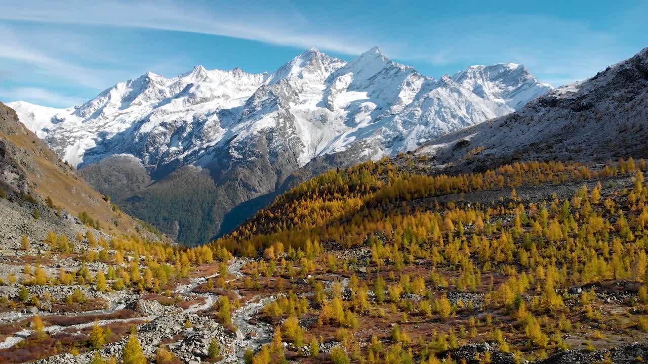 sobrevuelo aéreo sobre un bosque iluminado por el sol con alerces amarillos en la región de valais de los alpes suizos en el pico del otoño dorado con una vista de los picos nevados de nadelhorn, dom y taschhorn en la distancia