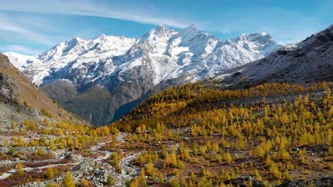 Luftüberflug-über-Einen-Sonnendurchfluteten-Wald-Mit-Gelben-Lärchen-In-Der-Walliser-Region-Der-Schweizer-Alpen-Auf-Dem-Gipfel-Des-Goldenen-Herbstes-Mit-Blick-Auf-Die-Schneebedeckten-Gipfel-Nadelhorn,-Dom-Und-Taschhorn-In-Der-Ferne