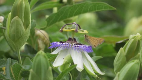 cerca de una mariposa recogiendo néctar de un arado de la pasión de la corona azul y una avispa cuco verde volando alrededor