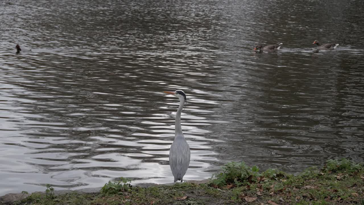 A Grey Heron standing near a calm lake, embodying tranquility and stillness