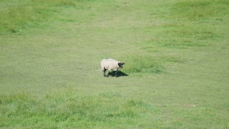 Ein-Lahmes-Schaf-Läuft-Langsam-Auf-Einer-Saftig-Grünen-Wiese